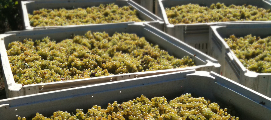 Harvested grapes, cut-to-cool time